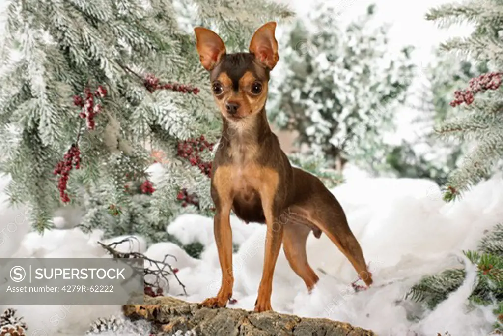 Russian Toy Terrier dog - puppy standing in the snow