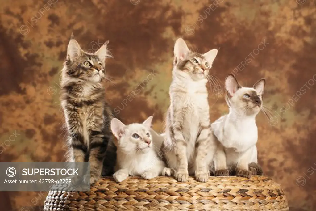 young Maine Coon, young Oriental Shorthair cat, young Siamese and young Balinese cat on a basket