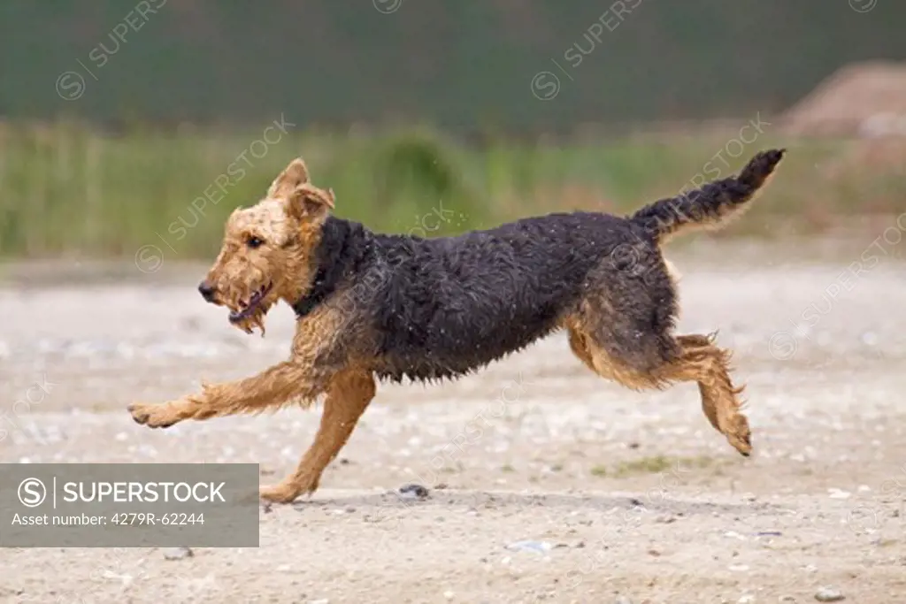 Airedale Terrier dog - running