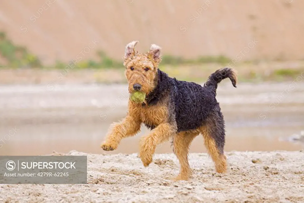Airedale Terrier dog - retrieving ball
