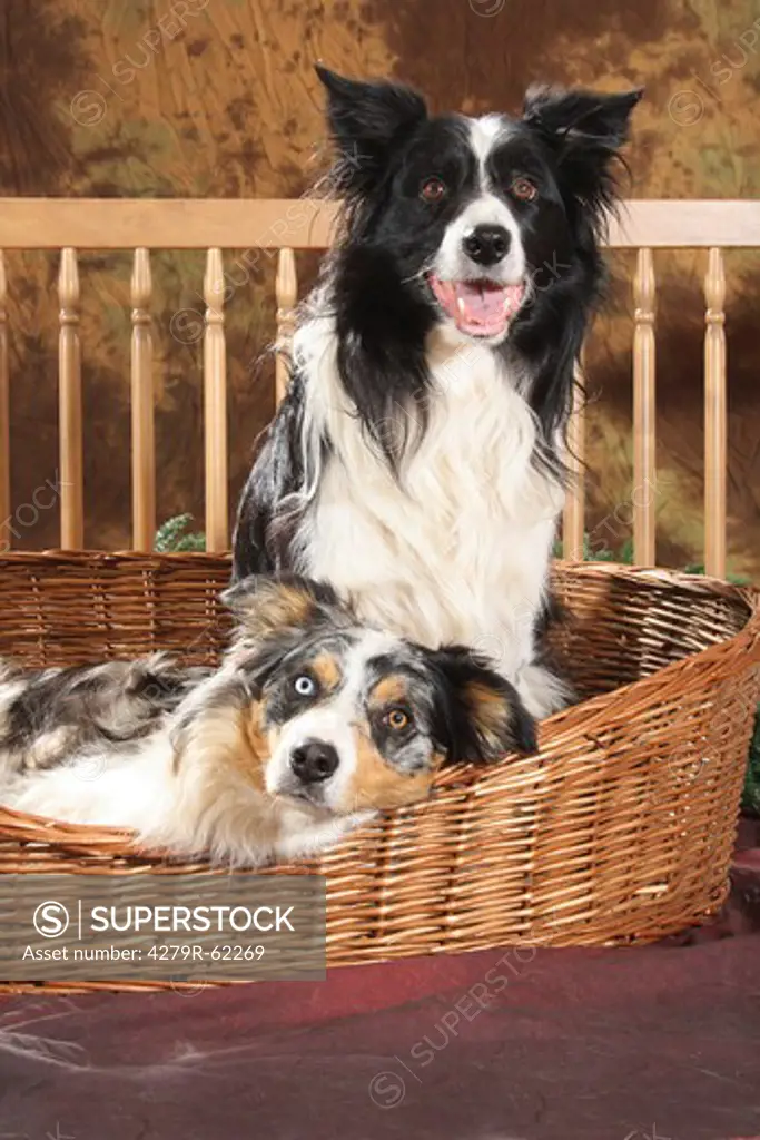 two Border Collie dogs in a basket