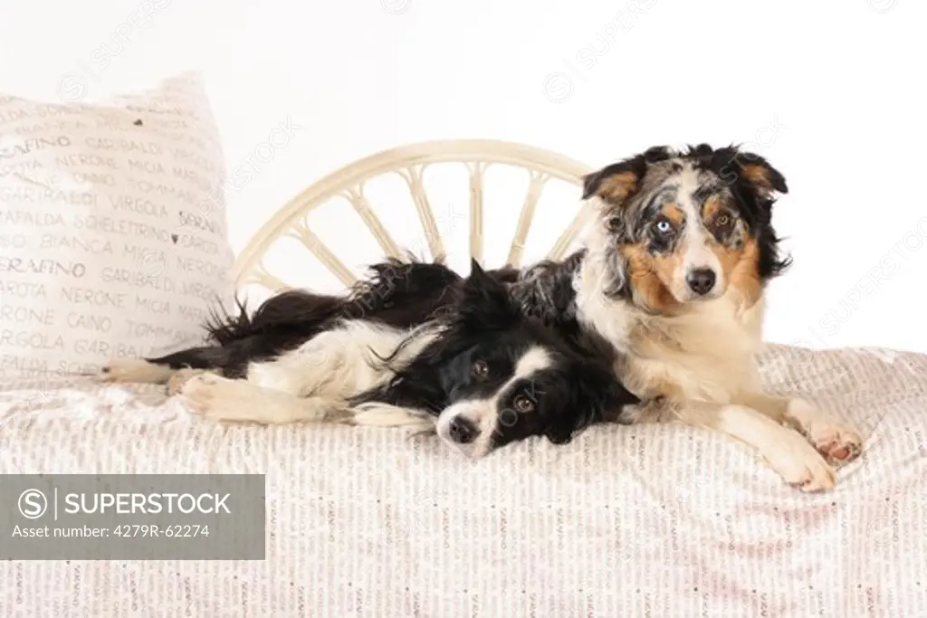 two Border Collie dogs - lying on a bed