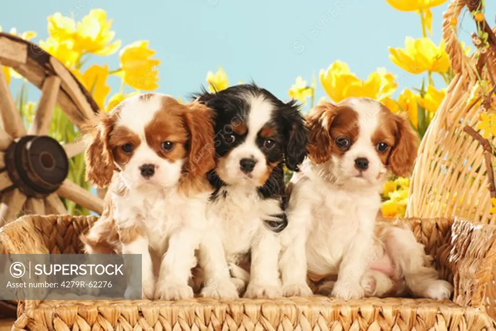 Cavalier King Charles Spaniel dog - three puppies sitting on a sofa