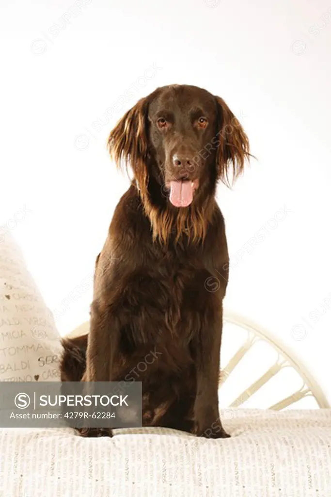 Flat Coated Retriever dog - sitting on a bed