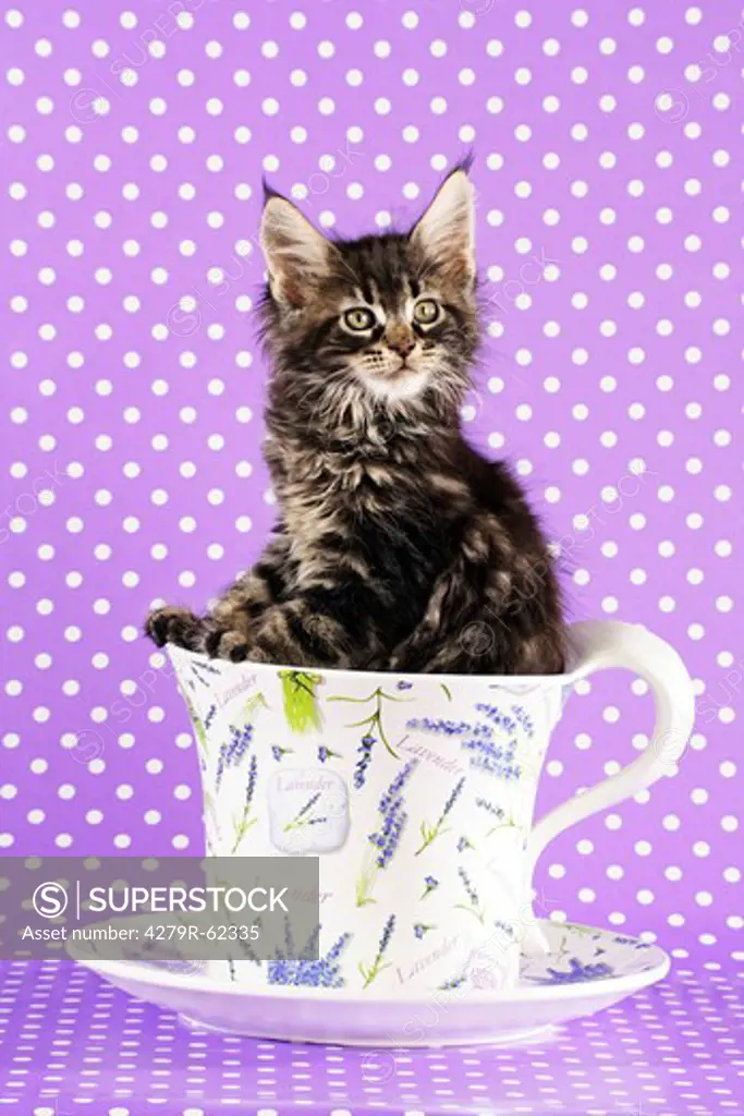 Maine Coon cat - kitten in a cup