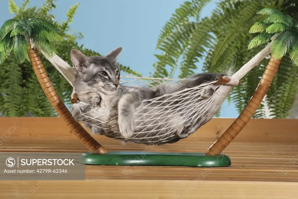 Javanese cat - lying in a hammock