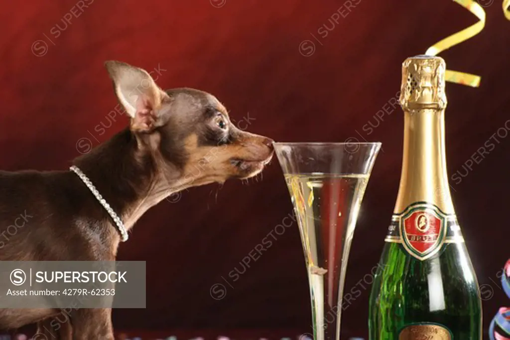 Russian Toy Terrier dog - sniffling at a glass of sparkling wine