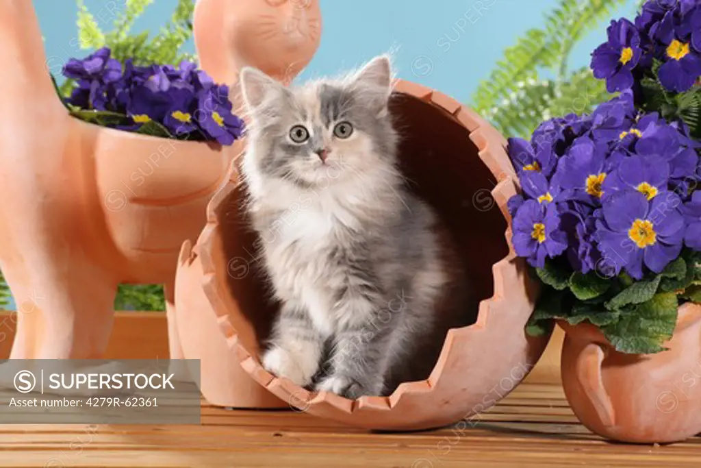 Siberian cat - kitten in a flower pot