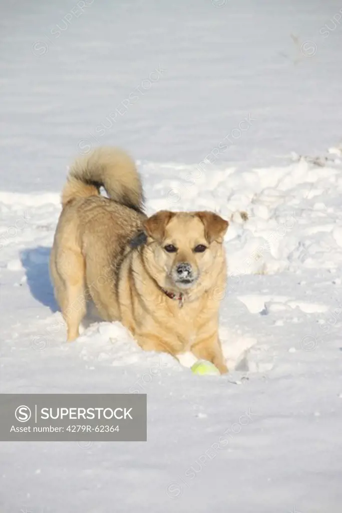 half breed dog in the snow