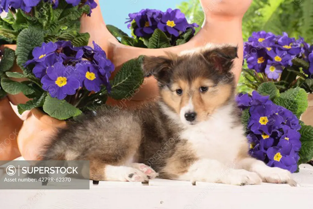 Sheltie dog - puppy lying between flowers