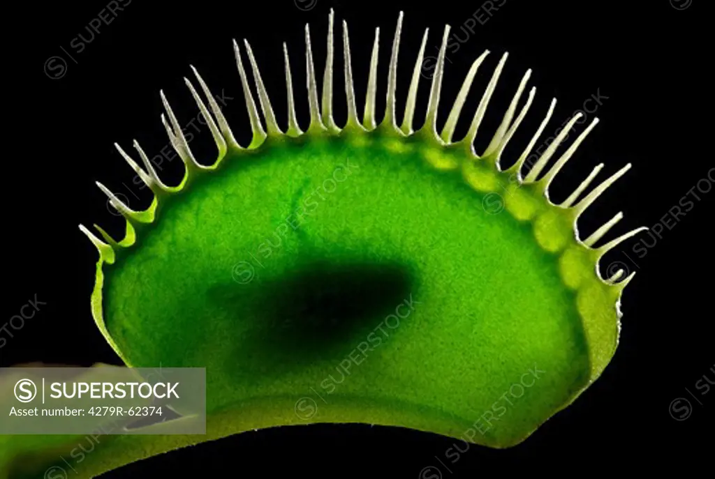 Venus Flytrap , Dionaea muscipula