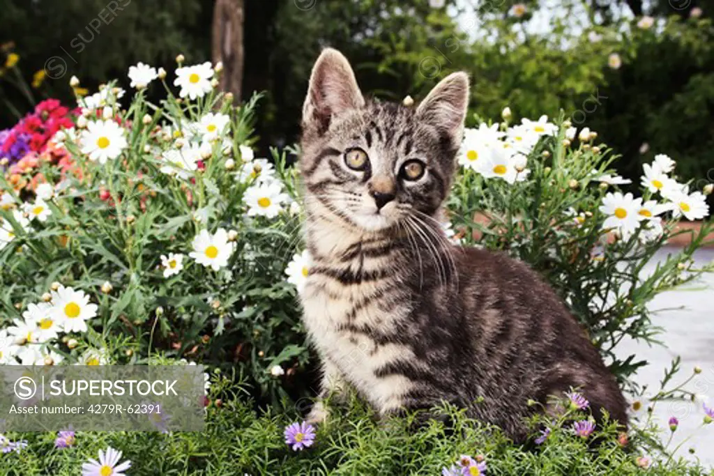 tabby kitten - sitting between flowers