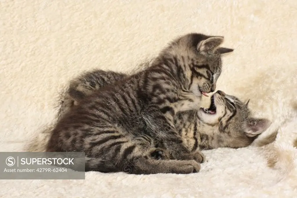 two tabby kittens - playing