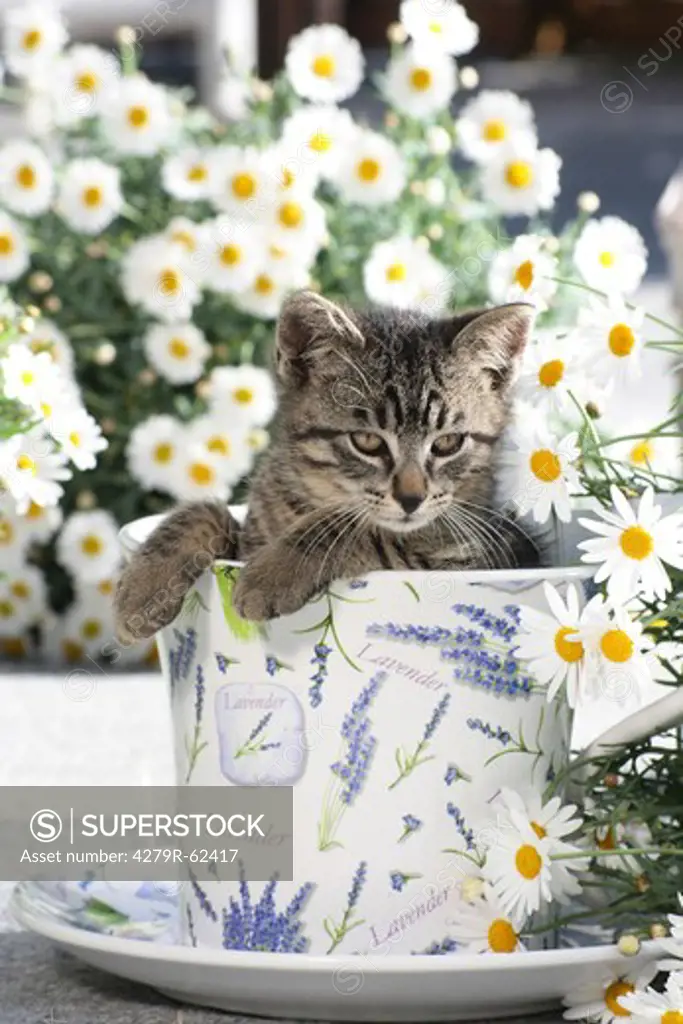tabby kitten in a cup between marguerites