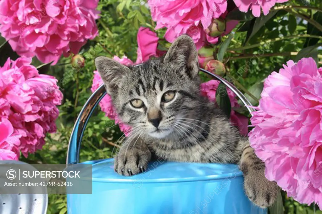 tabby kitten in a watering can in front of peonies
