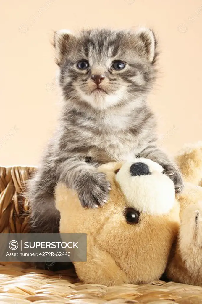 tabby kitten with a teddybear