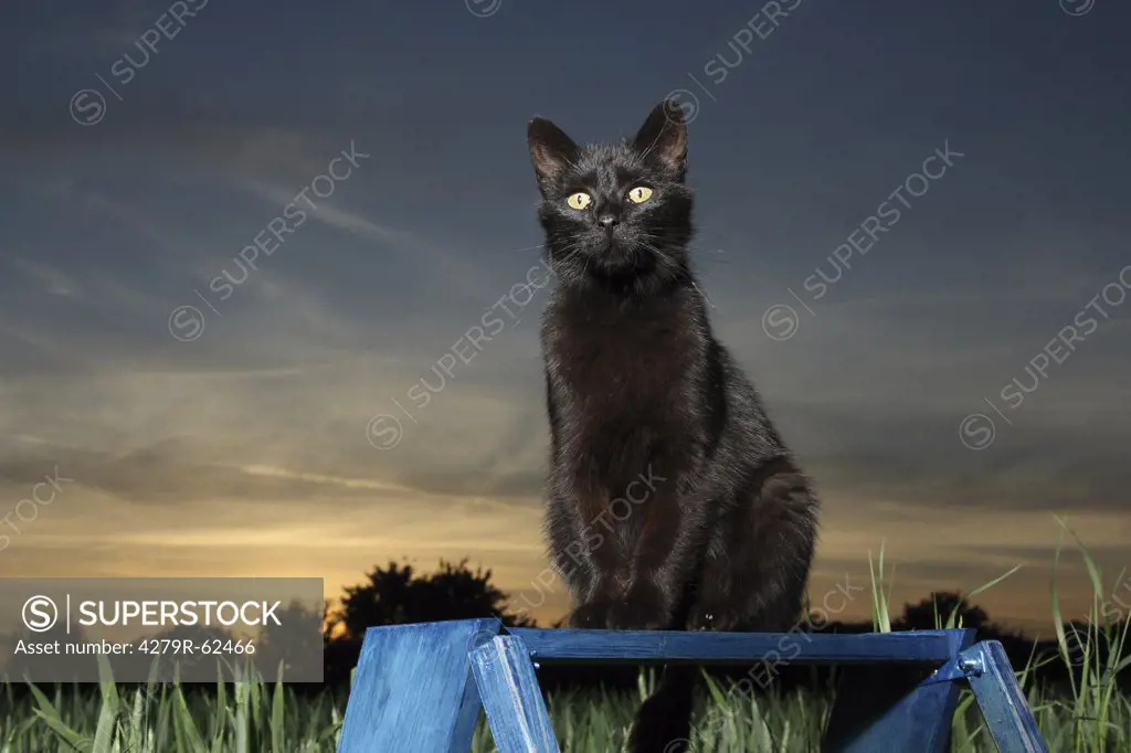 sunset, black cat sitting on a ladder