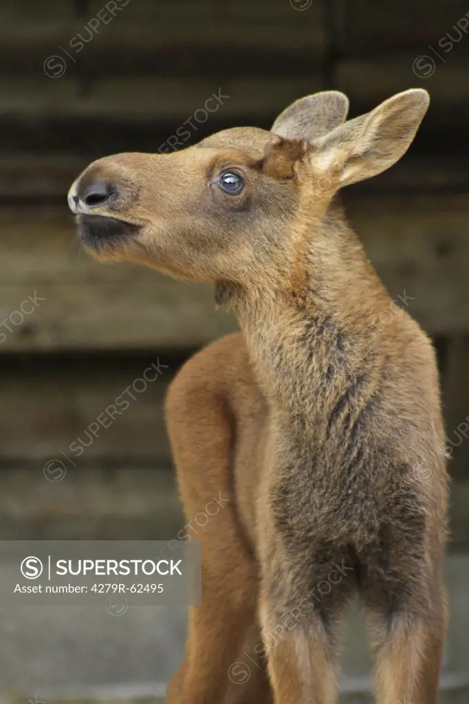 young moose - standing