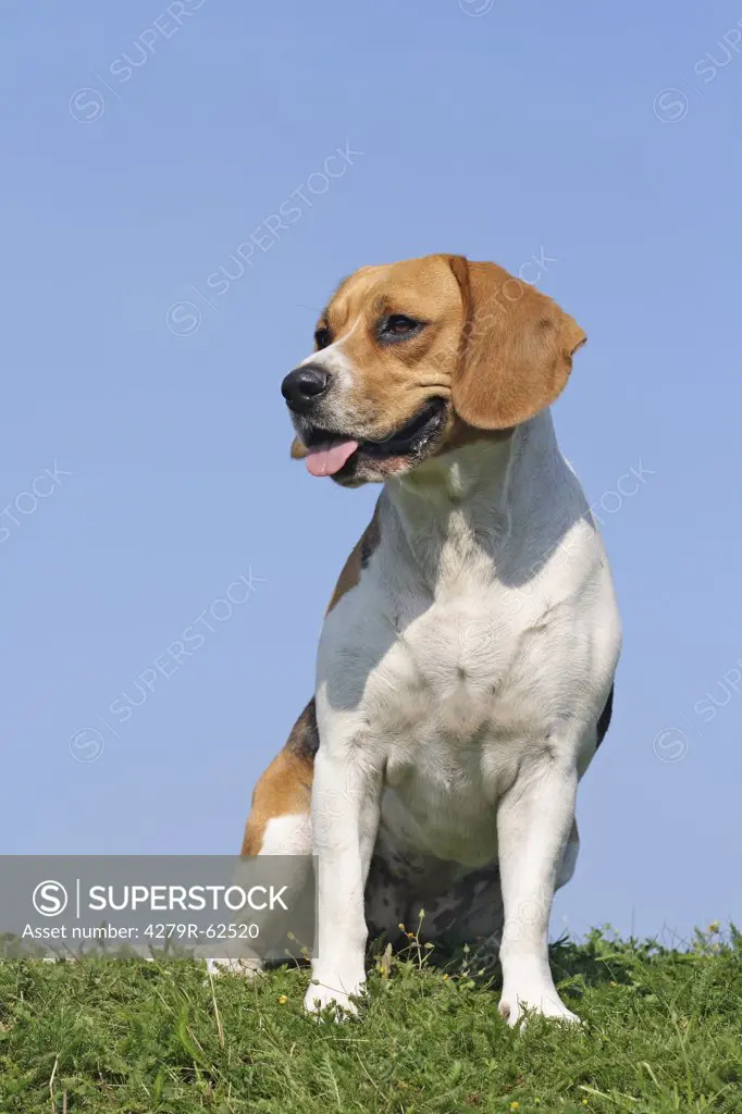 Beagle dog - sitting on meadow