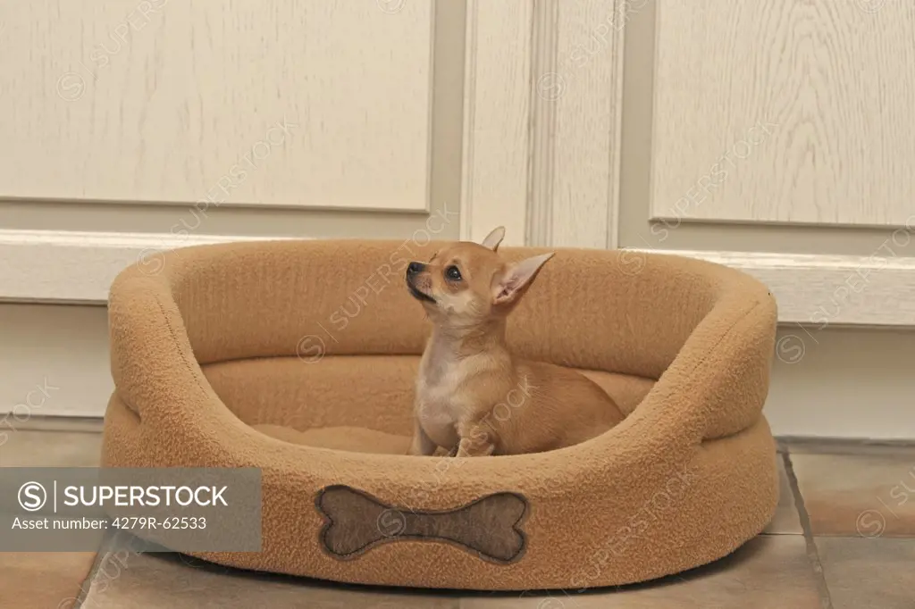 Chihuahua - puppy in basket