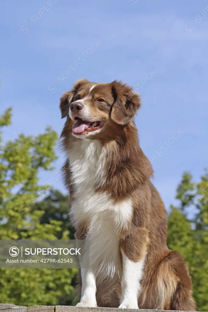 Australian Shepherd dog - standing