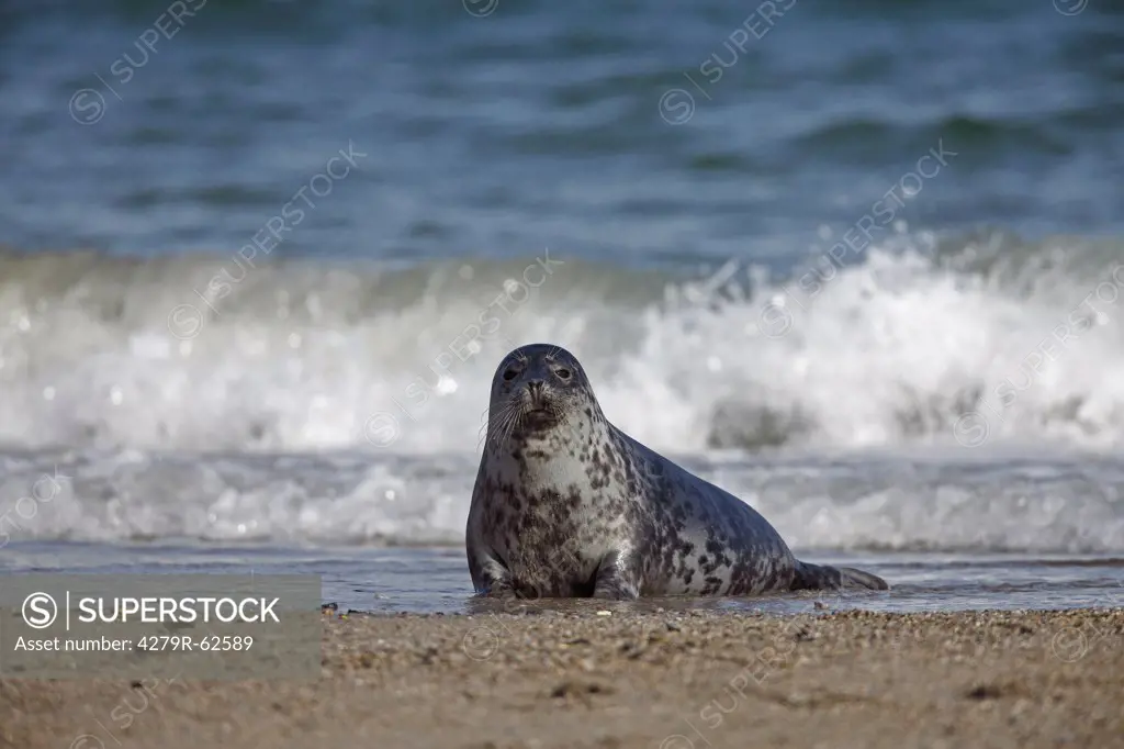 common seal - lying at the beach , Phoca vitulina