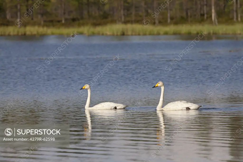 two Whooper Swans - swimming , Cygnus cygnus
