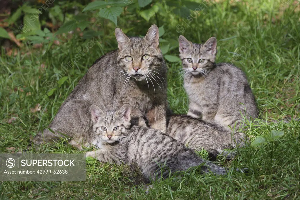 European Wildcat and cubs on meadow