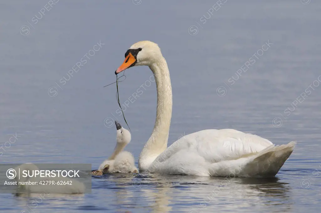 Mute Swan and two squabs