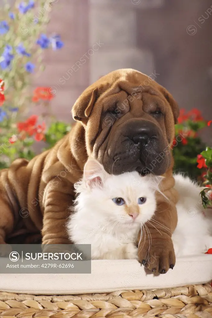 animal friendship , Shar Pei puppy and Sacred cat of Burma kitten