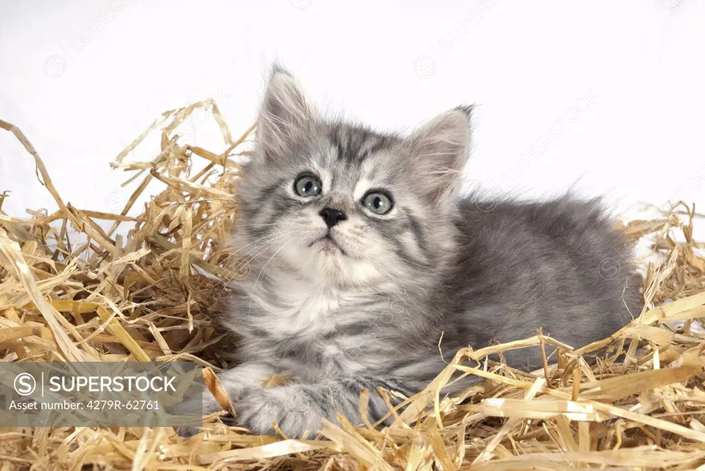 Maine Coon cat - kitten lying in straw