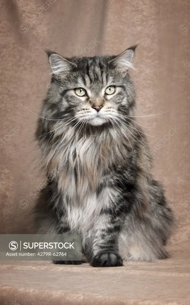 Maine Coon cat - sitting