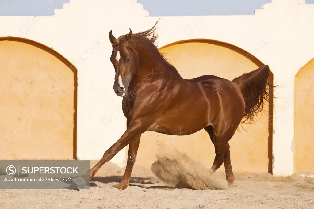 Arabian horse in sand