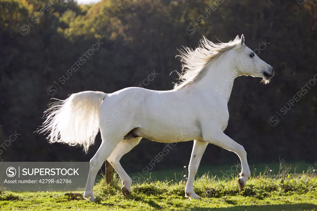 Shagya Arabian horse - walking on meadow