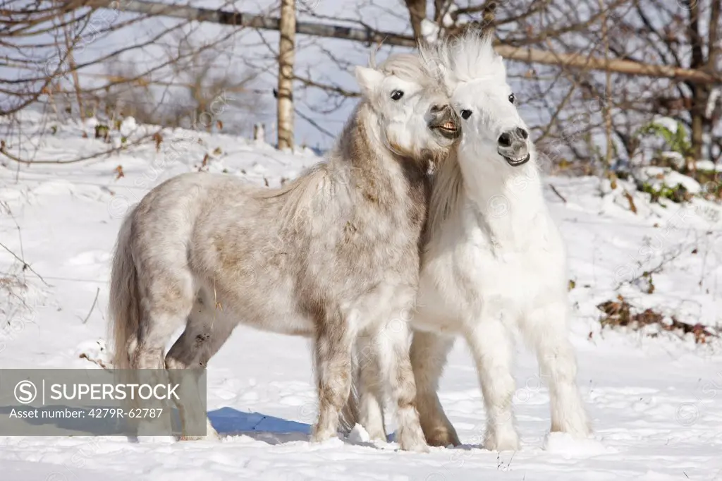two Shetland Pony horses in snow