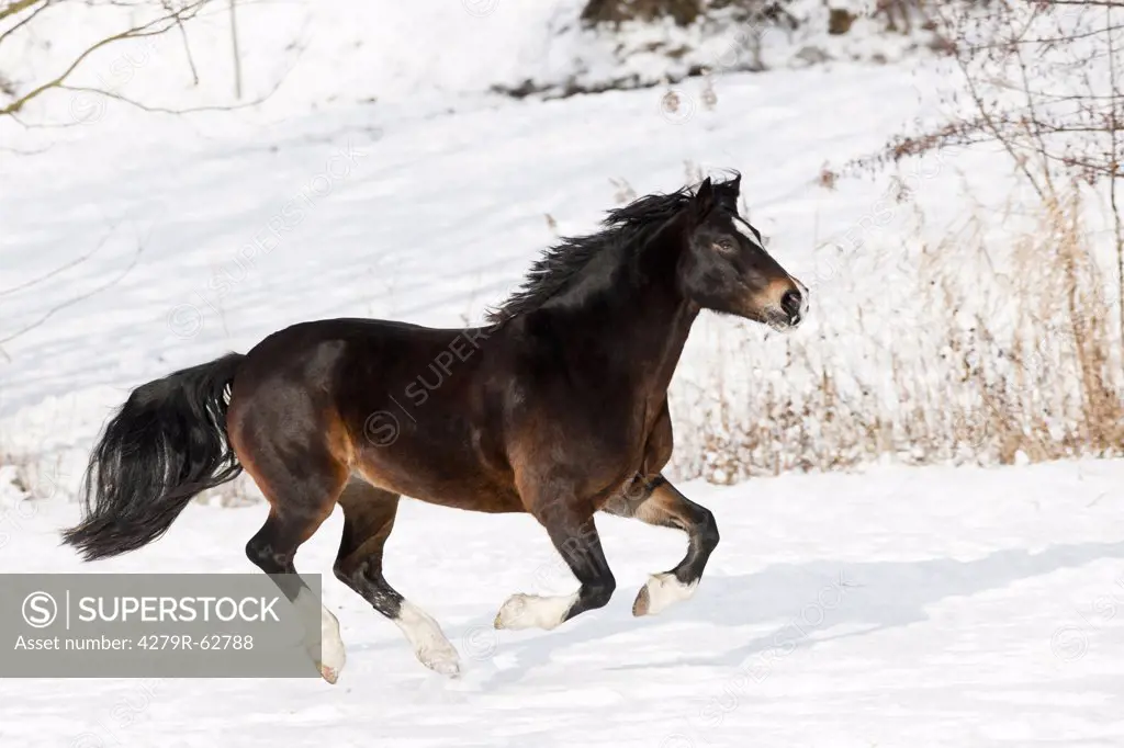 Welsh Cob horse - galloping in snow