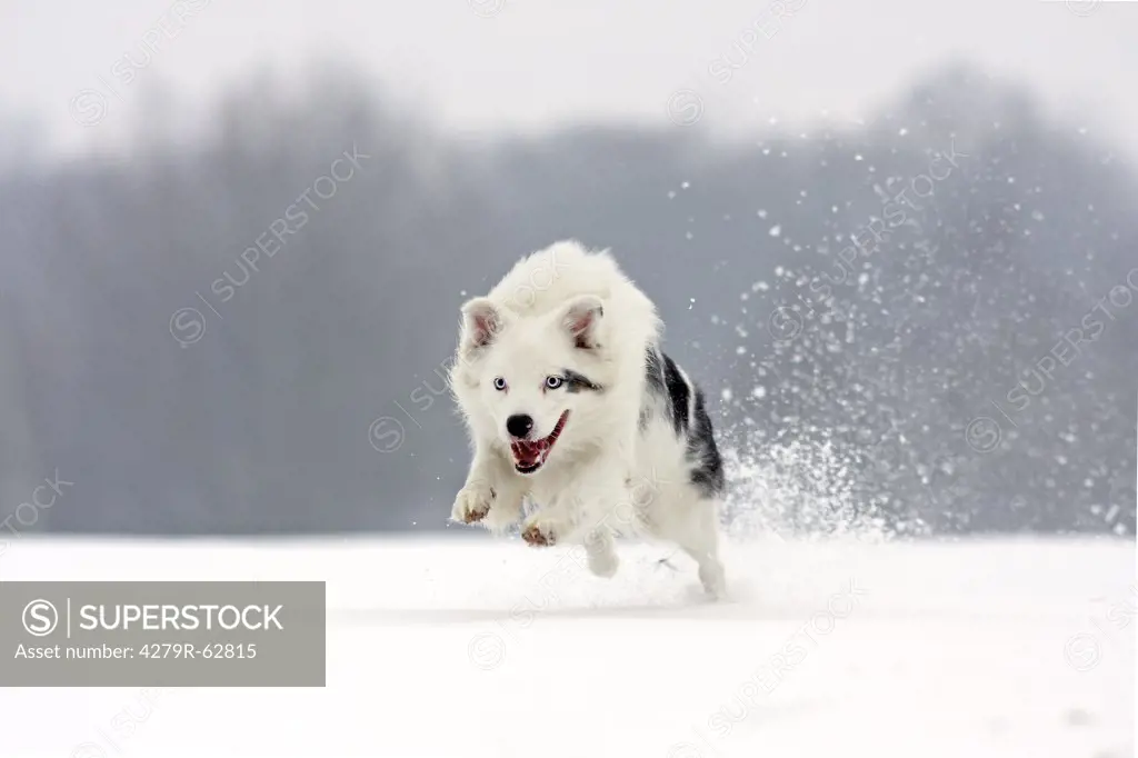 Australian Shepherd dog - running in snow