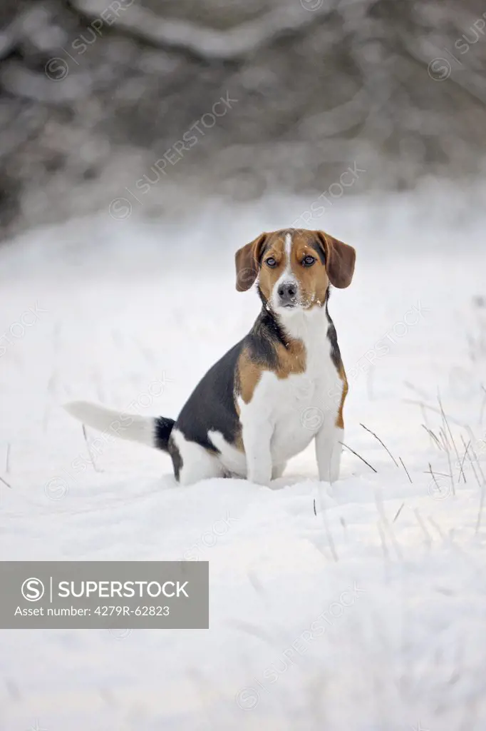 half breed dog - sitting in snow