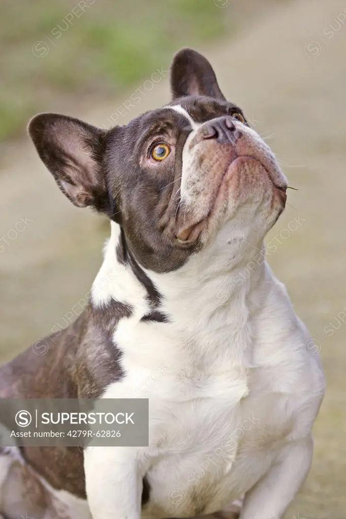 French Bulldog - portrait
