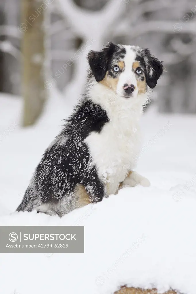 Miniature Australian Shepherd dog - sitting in snow