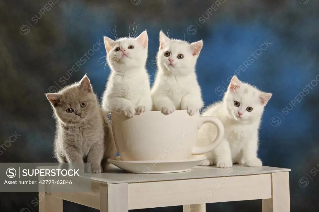 British Shorthair cat - four kittens at cup