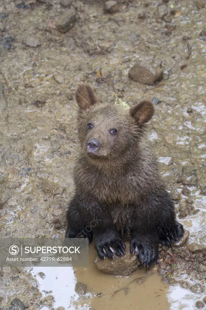young brown bear in mud , Ursus arctos