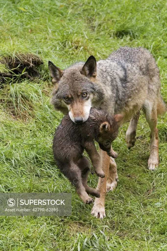 grey wolf carrying cub