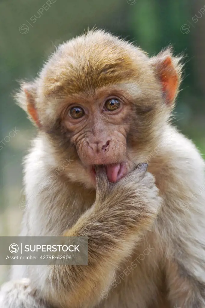 Barbary Macaque , Macaca sylvanus