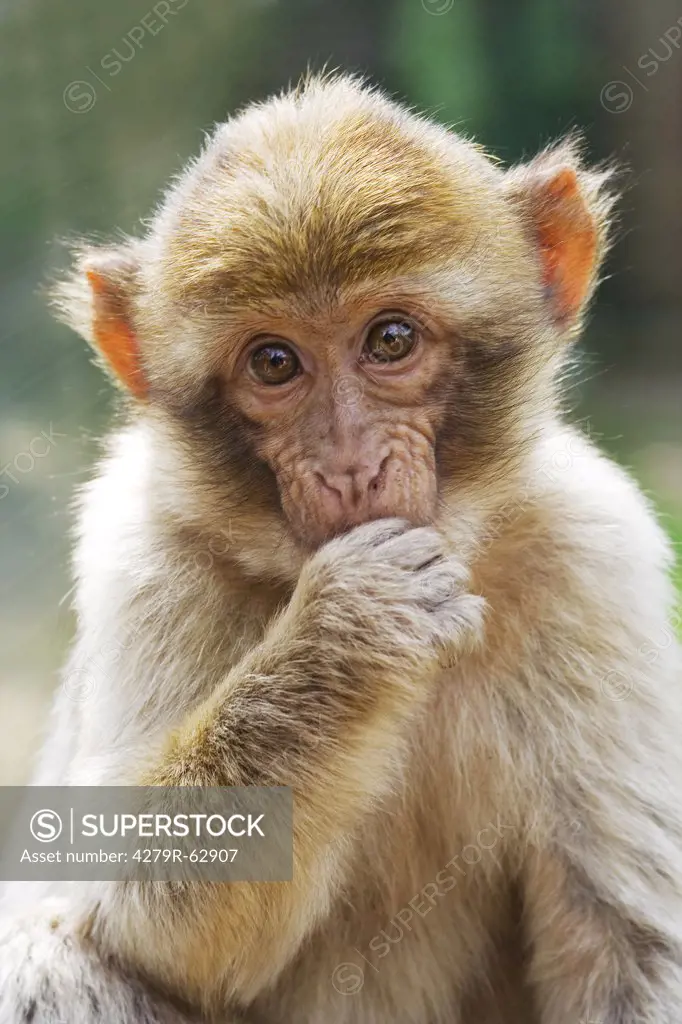 Barbary Macaque , Macaca sylvanus