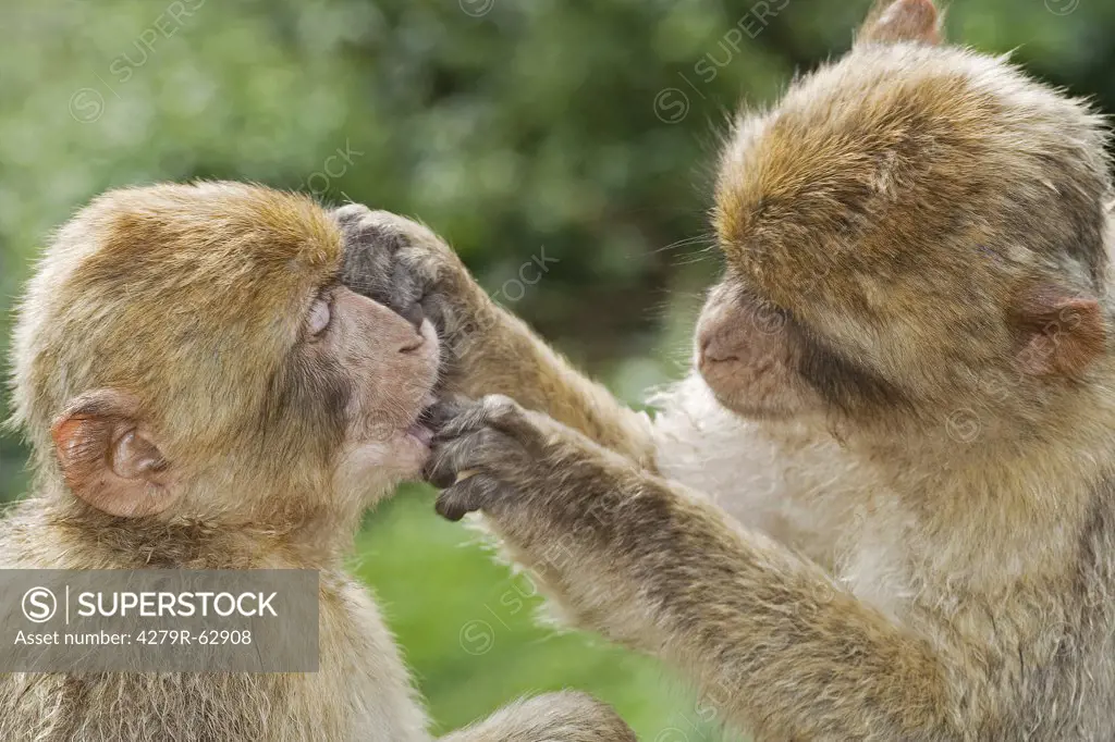 two Barbary Macaques , Macaca sylvanus