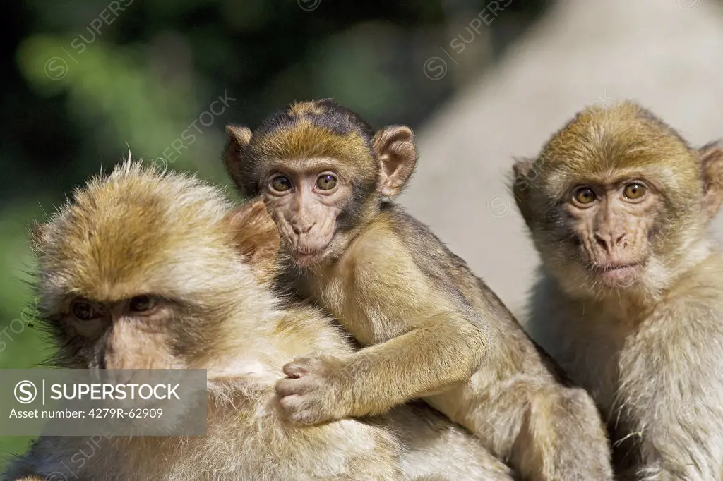 Barbary Macaques and cub , Macaca sylvanus
