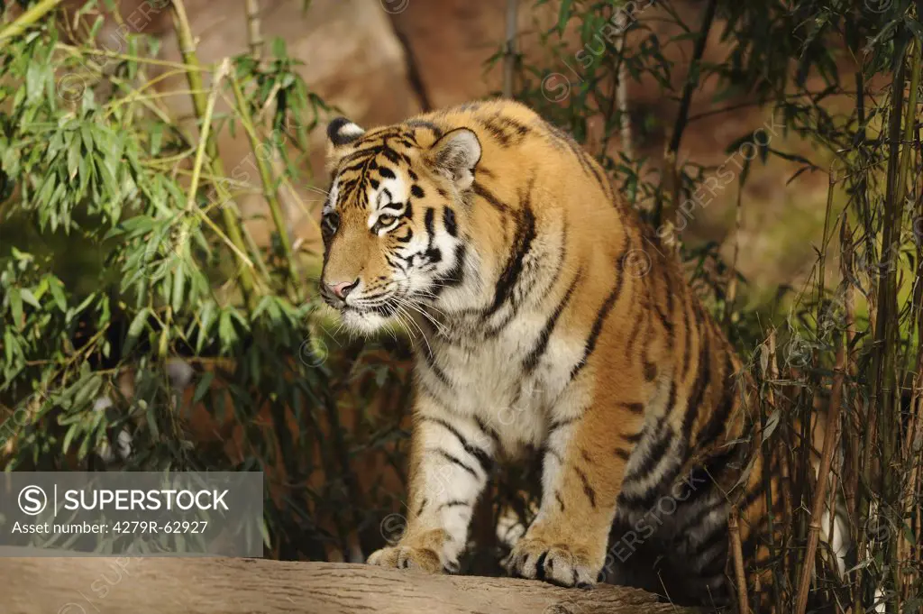 Siberian tiger - standing , Panthera tigris altaica