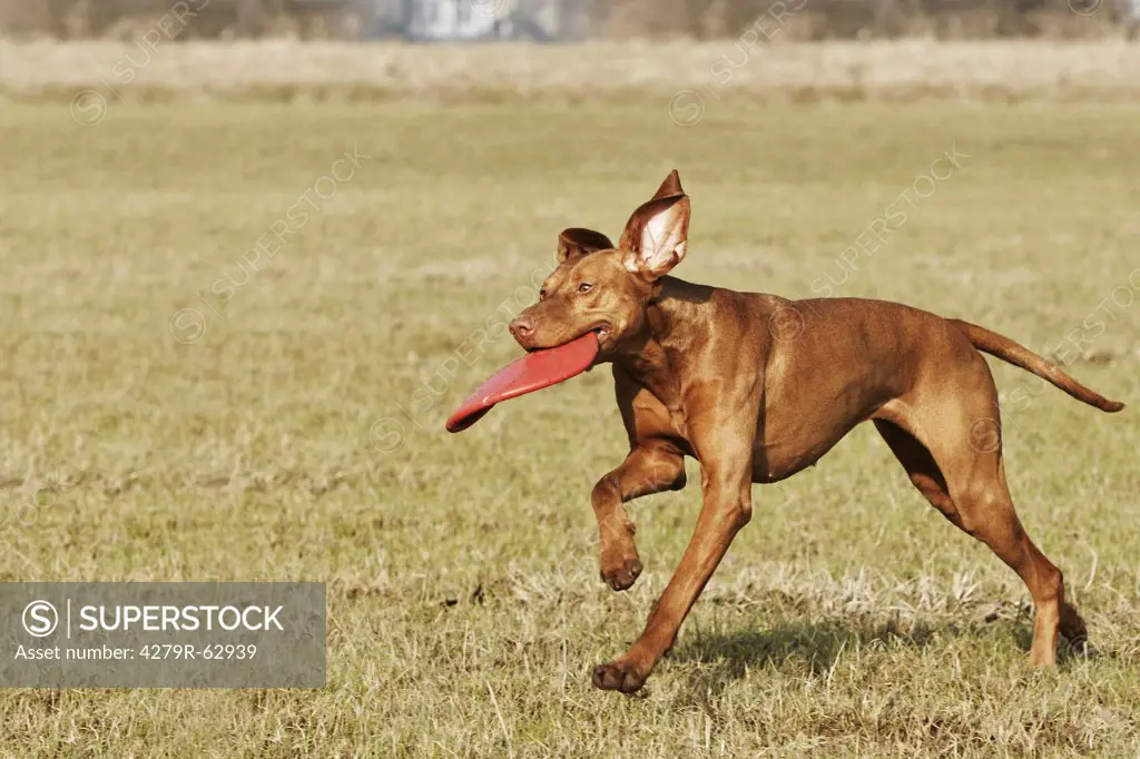 Magyar Vizsla dog with toy - running