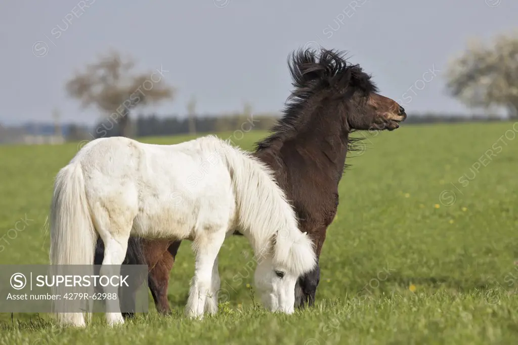 two Icelandic horses - standing on meadow